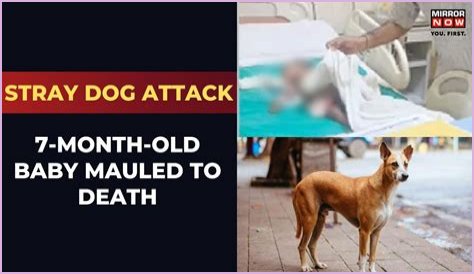 Five-week-old baby killed by staffy after the dog snatched boy from his mother's arms